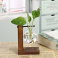 Hydroponic Plant Terrarium Vasevase Decoration Home Glass Bottle Hydroponic Desktop Decoration Office Green Plant Small Potted